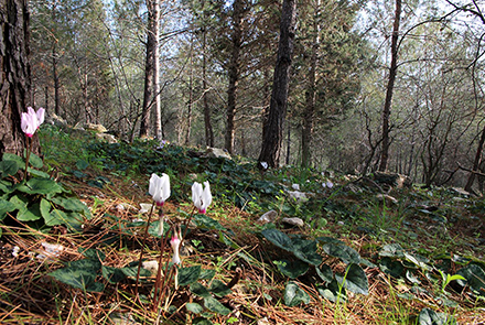 תחילת הפריחה ביער יופ ווסטרוויל. צילום יעקב שקולניק, ארכיון צילומי קקל