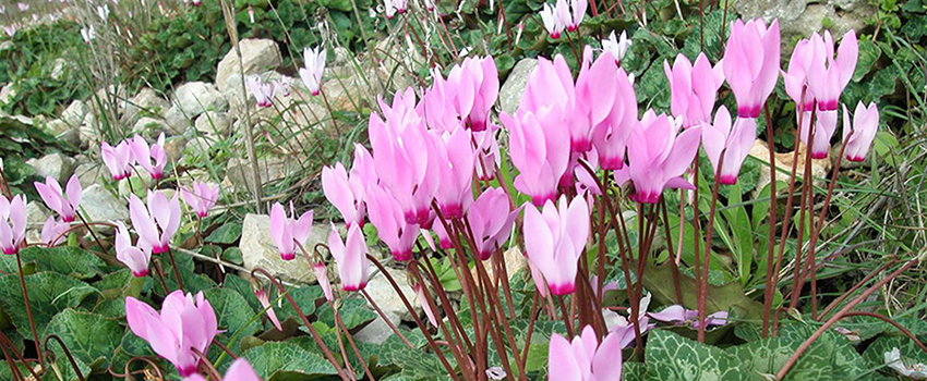 זה הזמן לצאת לראות אותן. פריחת הרקפות. צילום: אניל זאהר, ארכיון הצילומים של קקל