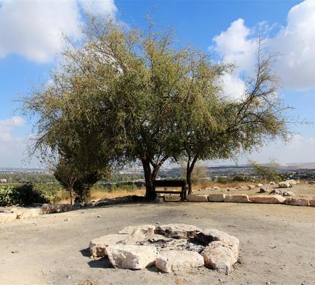 השיזף שבראש תל חדיד. צילום: יעקב שקלוניק, ארכיון הצילומים של קקל