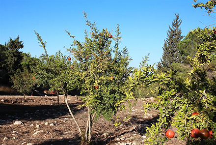 רימונים צומחים בבוסתנים לקראת ראש השנה. צילום: יעקב שקולניק
