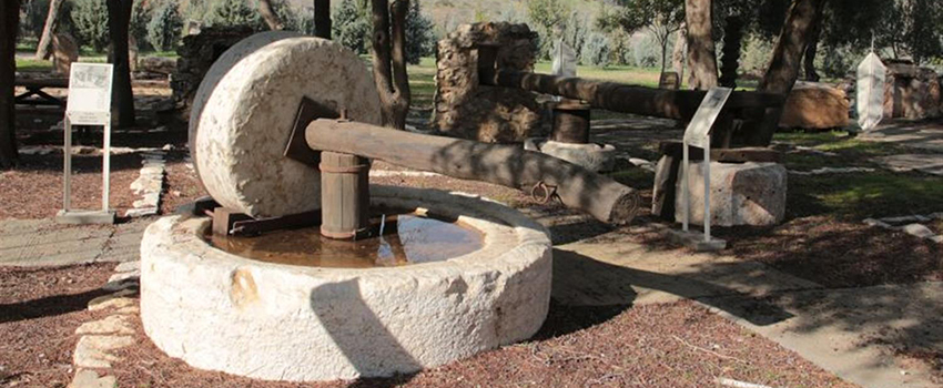 מתקן ריסוק זיתים, שלב ראשון בהפקת שמן זית. צילום: יעקב שקולניק, ארכיון הצילומים של קק"ל