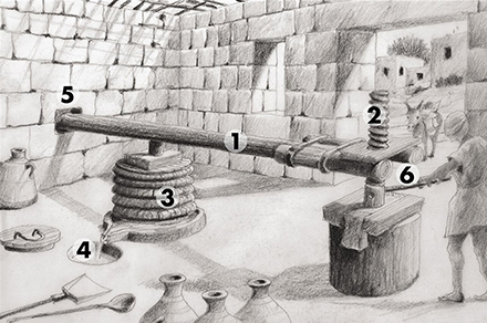 מתקן סחיטה בבית בד. איור: שלום קוולר