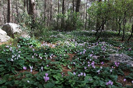 מרבדי רקפות ליד השביל. צילום: יעקב שקולניק, ארכיון הצילומים של קק"ל