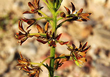 פריחת הבאשן התמים. צילום: יעקב שקולניק, ארכיון הצילומים של קקל