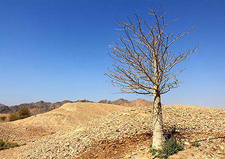 עץ באובב בפארק. צילום: יעקב שקולניק, ארכיון הצילומים של קקל