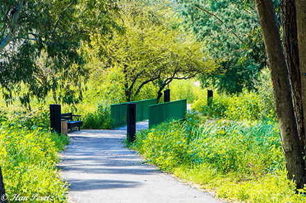 שביל נגיש ביער אילנות. צילום: אילן פרץ, ארכיון הצילומים של קק"ל