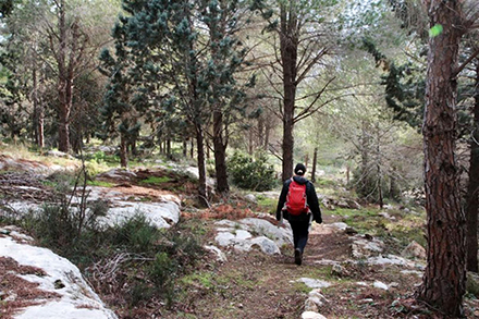 בהליכה בשביל בחודשי החורף תהיו מוקפים בפריחה יפה של פרחי בר. צילום: יעקב שקולניק, ארכיון הצילומים של קקל
