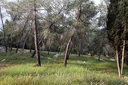 חורשת אורנים בדרך למשלט. צילום: יעקב שקולניק, ארכיון הצילומים של קק"ל