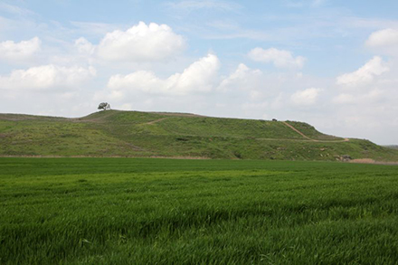 תל נגילה כשעץ האשל עוד עמד עליו. צילום: יעקב שקולניק, ארכיון הצילומים של קק"ל