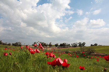 פריחת כלניות ליד תל נגילה. צילום: יעקב שקולניק, ארכיון הצילומים של קק"ל