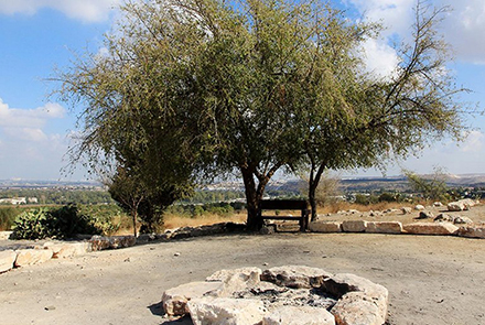 השיזף הגדול בתל חדיד. צילום: יעקב שקולניק, ארכיון הצילומים של קקל