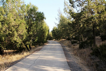 שדרת עצי טטרקליניס ביער מבוא חמה. צילום: יעקב שקולניק