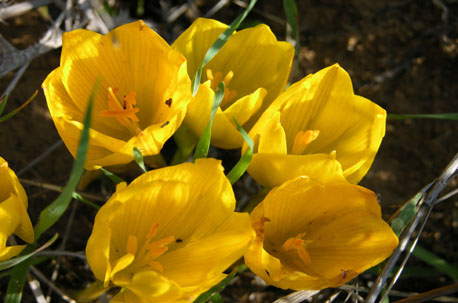 חלמוניות. צילום: יואל הורוביץ, ארכיון הצילומים של קקל