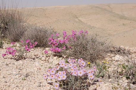 הנגב בפריחה . צילום: מלכה ברקאי, ארכיון הצילומים קק''ל