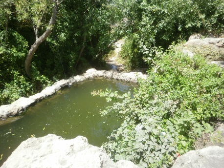 שרד את השריפה, עין שריג. צילום: נעם תמיר