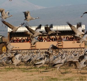 תצפית על העגורים. תמונה באדיבות ארכיון הצילומים ואגמון החולה קק"ל