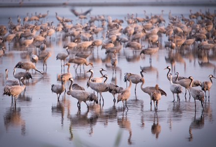 צילום: אנצ'ו גוש, ארכיון הצילומים של קקל