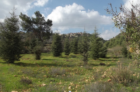 עצי הארזים. צילום: נעם תמיר