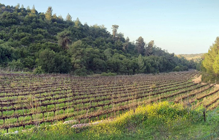 כרם גפנים לאורך המסלול. צילום: בלה נודלמן, ארכיון הצילומים של קקל