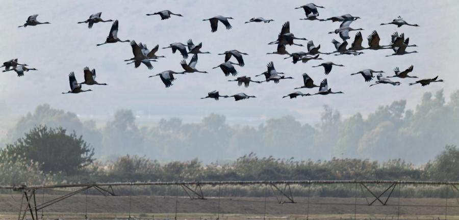 המקום הטוב ביותר לצפייה בציפורים נודדות. עגורים באגמון החולה. צילום: בוני שיינמן, ארכיון הצילומים של קקל