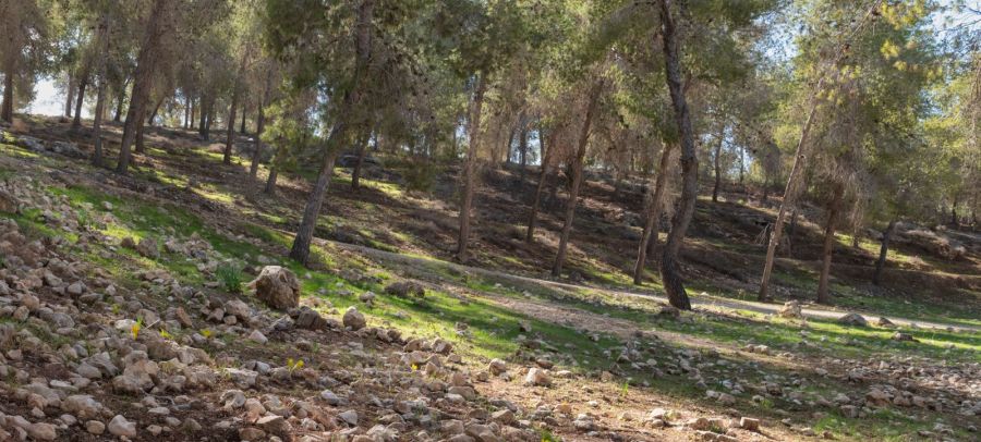 יער להב. צילום: בוני שיינמן, ארכיון הצילומים של קקל