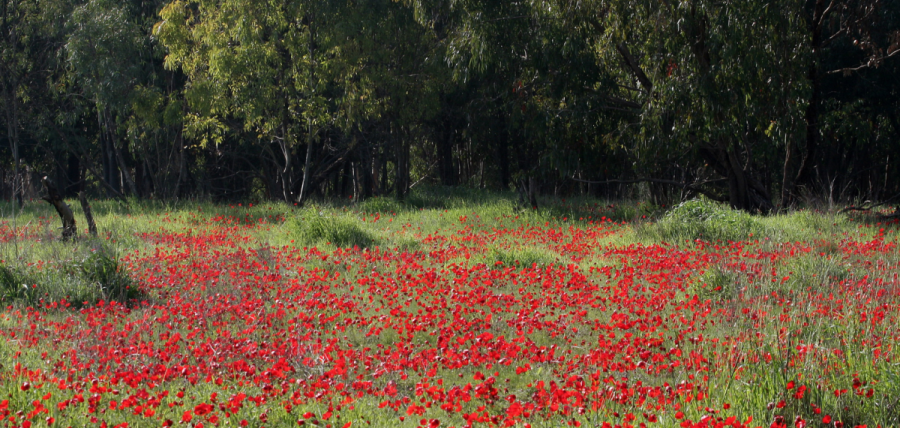 צילום: אבי הירשפלד, ארכיון הצילומים של קקל