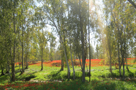 צילום: אורית תמיר