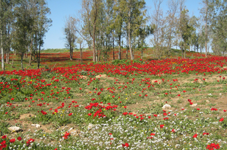 מרבד כלניות בנחל שובה. צילום אורית תמיר