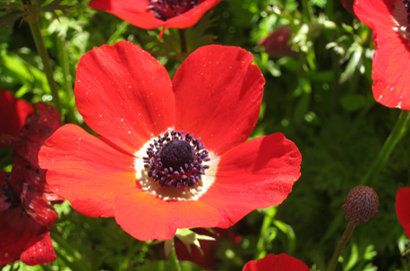 כלנית. צילום: אורית תמיר