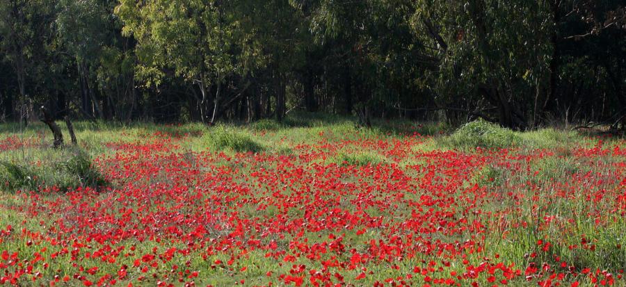 פריחת כלניות בבארי. צילום: אבי הירשפלד, ארכיון הצילומים של קקל
