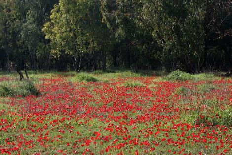 פריחה בבארי. צילום: אבי הירשפלד

