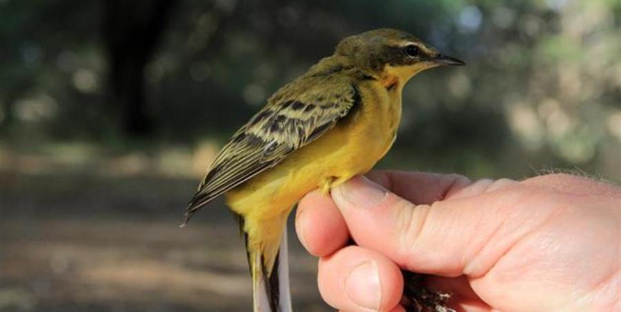 נחליאלי צהוב רגע לפני השחרור. צילום: יעקב שקולניק, ארכיון הצילומים של קקל