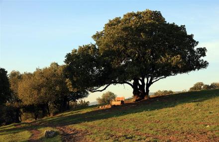צילום: יעקב שקולניק, ארכיון הצילומים של קקל