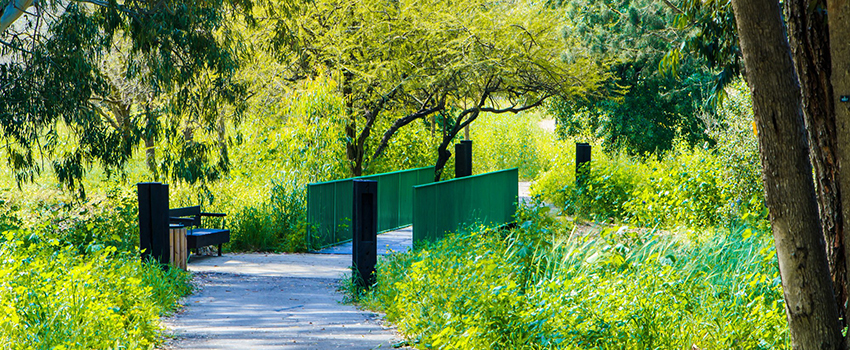 שביל נגיש ביער אילנות. צילום: אילן פרץ, ארכיון הצילומים של קק"ל