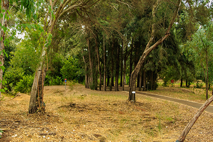 מעגל הקזוארינות באילנות. צילום: אילן פרץ, ארכיון הצילומים של קק"ל
