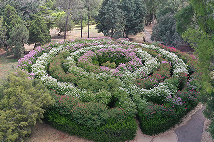 המבוך ביער אילנות. צילום: כאמל עליאן, ארכיון הצילומים של קק"ל