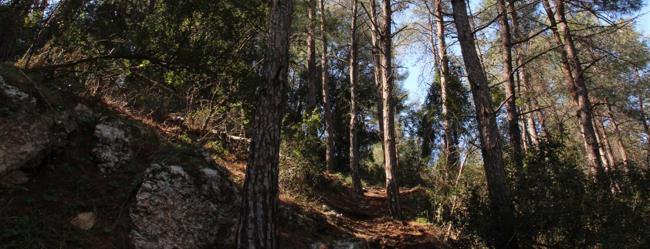 שביל נועם ביער חוף הכרמל. צילום: יעקב שקולניק