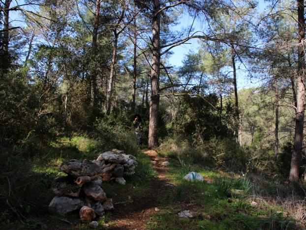 מראה היער בשביל נועם. צילום: יעקב שקולניק