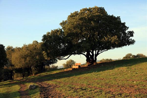 השביל המסומן. צילום: יעקב שקולניק

