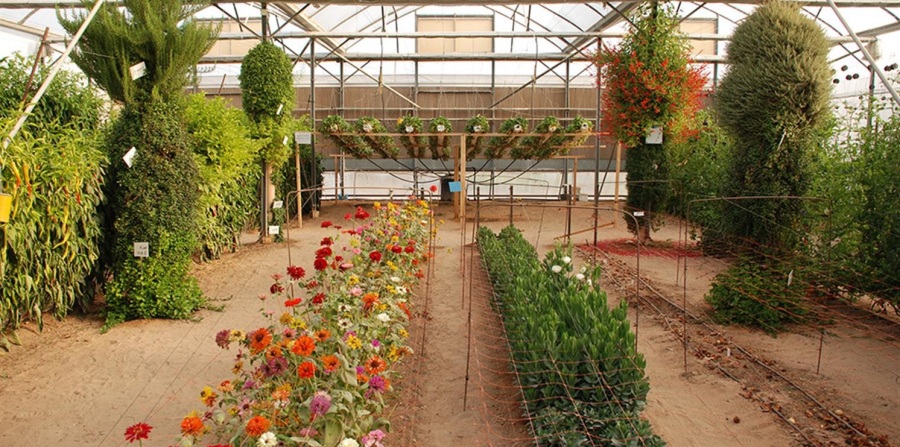 צילום: פרדי נפתלי