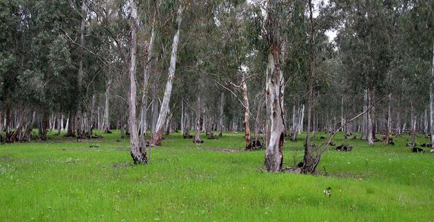 יער חדרה בחורף: האיקליפטוסים ייבשו את הביצה. צילום: יעקב שקולניק