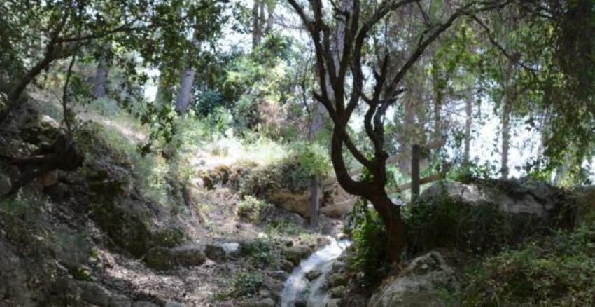 פנינת חמד ביער חניתה. צילום: פנינה לבנון, ארכיון הצילומים של קקל