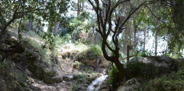 פנינת חמד ביער חניתה. צילום: פנינה לבנון