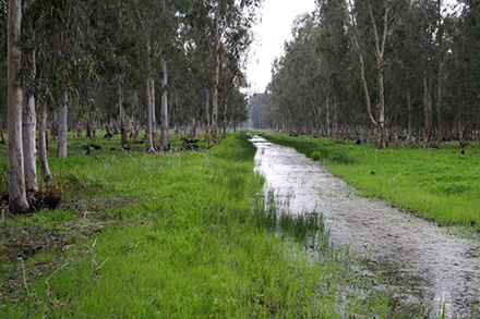 יער חדרה בחורף. צילום: יעקב שקולניק, ארכיון הצילומים של קק"ל