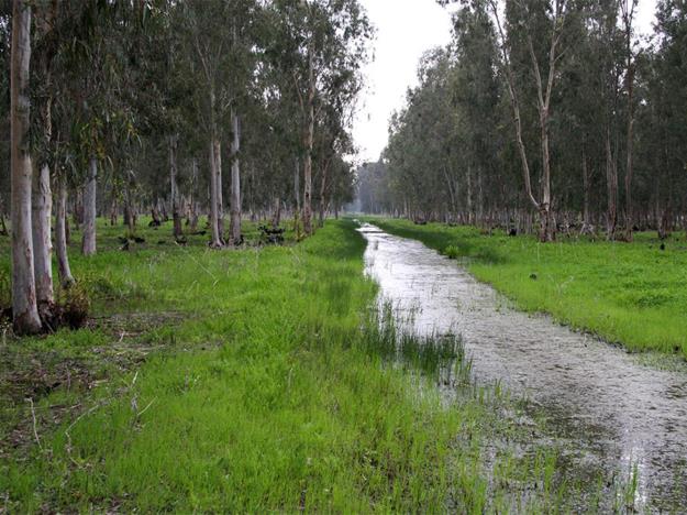 תעלת הניקוז העוברת ביער. צילום: יעקב שקולניק