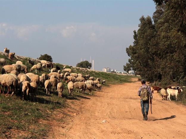 עדר כבשים. צילום: יעקב שקולניק