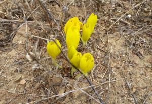 חלמוניות ביער יתיר. צילום: יעקב שקולניק, ארכיון הצילומים של קק"ל