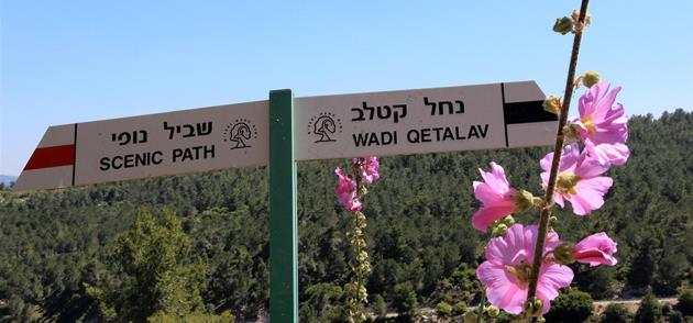 חוטמית זיפנית פורחת ליד שלט הכוונה בשביל. צילום: יעקב שקולניק