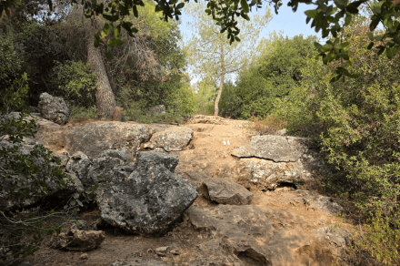 צילום: יעקב שקולניק, ארכיון הצילומים של קקל