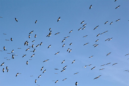 שקנאים במצפור ויקר. צילום: יעקב שקולניק, ארכיון הצילומים של קק"ל